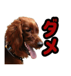 アイリッシュセッター犬 SHIGE2（個別スタンプ：12）