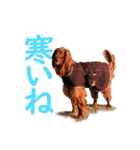 アイリッシュセッター犬 SHIGE2（個別スタンプ：13）