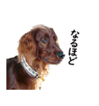 アイリッシュセッター犬 SHIGE2（個別スタンプ：14）