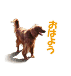 アイリッシュセッター犬 SHIGE2（個別スタンプ：16）