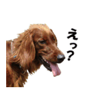 アイリッシュセッター犬 SHIGE2（個別スタンプ：17）