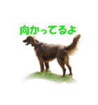 アイリッシュセッター犬 SHIGE2（個別スタンプ：18）