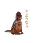 アイリッシュセッター犬 SHIGE2（個別スタンプ：19）