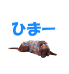 アイリッシュセッター犬 SHIGE2（個別スタンプ：21）