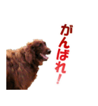 アイリッシュセッター犬 SHIGE2（個別スタンプ：22）
