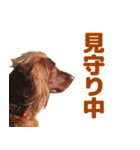 アイリッシュセッター犬 SHIGE2（個別スタンプ：23）