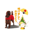 アイリッシュセッター犬 SHIGE2（個別スタンプ：24）