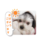 小鉄のごあいさつ（個別スタンプ：1）