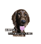アイリッシュセッターのソフィア（個別スタンプ：7）