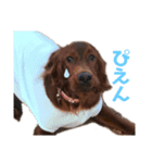 アイリッシュセッターのソフィア（個別スタンプ：9）