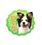カラフル♪ボーダーコリー写真スタンプ（個別スタンプ：4）