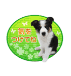 カラフル♪ボーダーコリー写真スタンプ（個別スタンプ：9）