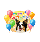 カラフル♪ボーダーコリー写真スタンプ（個別スタンプ：14）