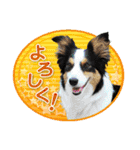 カラフル♪ボーダーコリー写真スタンプ（個別スタンプ：15）