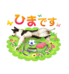 カラフル♪ボーダーコリー写真スタンプ（個別スタンプ：18）