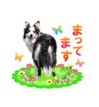 カラフル♪ボーダーコリー写真スタンプ（個別スタンプ：24）