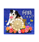 カラフル♪ボーダーコリー写真スタンプ（個別スタンプ：26）
