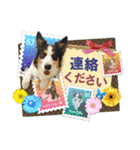 カラフル♪ボーダーコリー写真スタンプ（個別スタンプ：27）