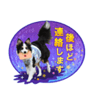 カラフル♪ボーダーコリー写真スタンプ（個別スタンプ：28）