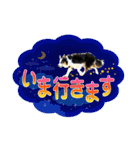 カラフル♪ボーダーコリー写真スタンプ（個別スタンプ：31）