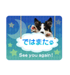 カラフル♪ボーダーコリー写真スタンプ（個別スタンプ：33）