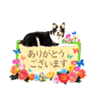 カラフル♪ボーダーコリー写真スタンプ（個別スタンプ：34）