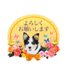 カラフル♪ボーダーコリー写真スタンプ（個別スタンプ：35）