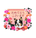 カラフル♪ボーダーコリー写真スタンプ（個別スタンプ：36）