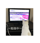 猫ときどき犬 〜パート4〜（個別スタンプ：1）