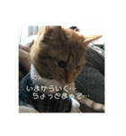猫ときどき犬 〜パート4〜（個別スタンプ：2）
