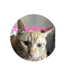 猫ときどき犬 〜パート4〜（個別スタンプ：3）