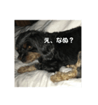 猫ときどき犬 〜パート4〜（個別スタンプ：4）