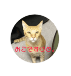 猫ときどき犬 〜パート4〜（個別スタンプ：5）