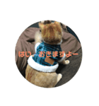猫ときどき犬 〜パート4〜（個別スタンプ：6）