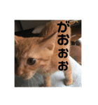 猫ときどき犬 〜パート4〜（個別スタンプ：7）