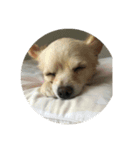 猫ときどき犬 〜パート4〜（個別スタンプ：8）