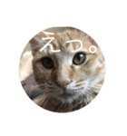 猫ときどき犬 〜パート3〜（個別スタンプ：3）