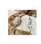 猫ときどき犬 〜パート3〜（個別スタンプ：4）