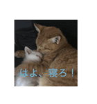 猫ときどき犬 〜パート3〜（個別スタンプ：6）
