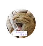 猫ときどき犬 〜パート3〜（個別スタンプ：7）