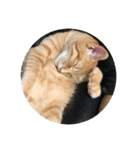 猫ときどき犬 〜パート3〜（個別スタンプ：8）