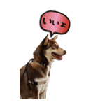 名前はJIRO（個別スタンプ：11）