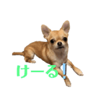 チワワのまるこ4（個別スタンプ：1）