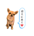 チワワのまるこ4（個別スタンプ：10）