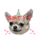 チワワのまるこ4（個別スタンプ：11）
