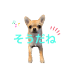 チワワのまるこ4（個別スタンプ：12）