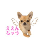 チワワのまるこ4（個別スタンプ：13）
