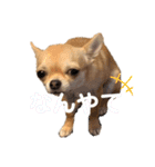 チワワのまるこ4（個別スタンプ：14）