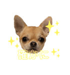 チワワのまるこ4（個別スタンプ：16）