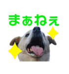 『しろ』は譲渡犬③（個別スタンプ：1）